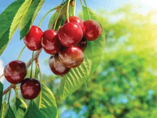 Cherry Trees Concert